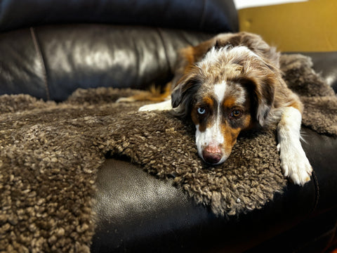 Large Sheepskin Dog Bed